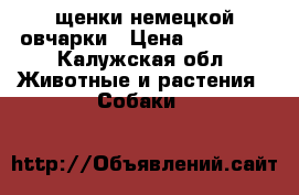 щенки немецкой овчарки › Цена ­ 20 000 - Калужская обл. Животные и растения » Собаки   